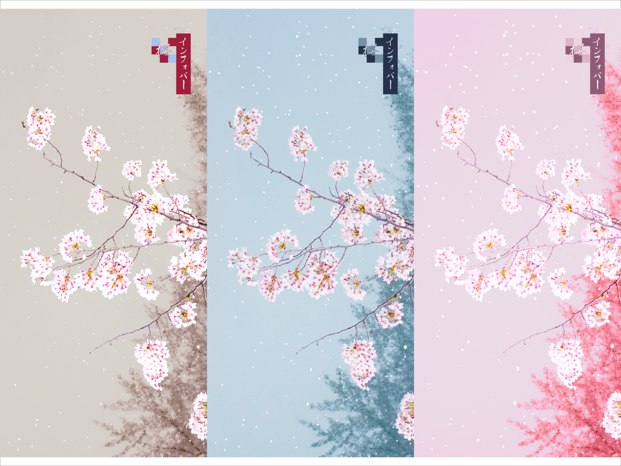 INFOBAR xv用壁紙 | 桜